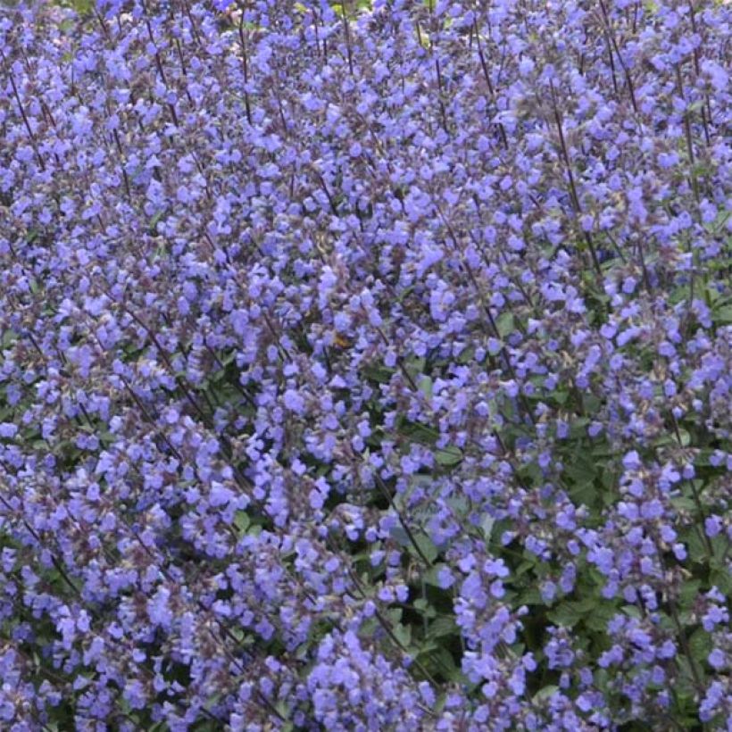 Nepeta Purrsian Blue - Chataire (Floraison)