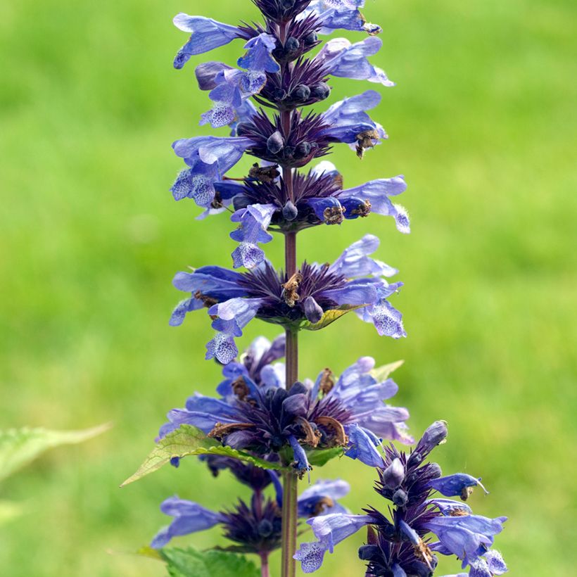 Nepeta kubanica - Chataire (Floraison)