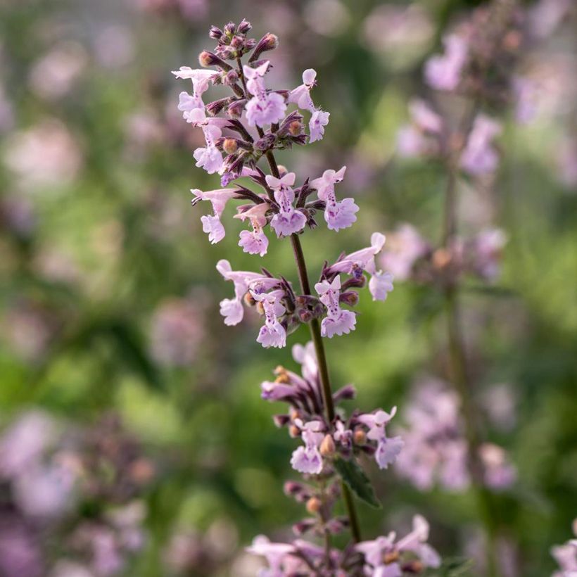 Nepeta racemosa Amelia - Chataire (Floraison)