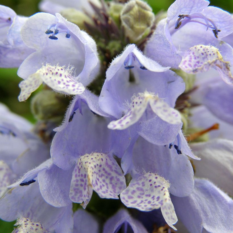 Nepeta subsessilis Blue Panther - Chataire subsessile (Floraison)