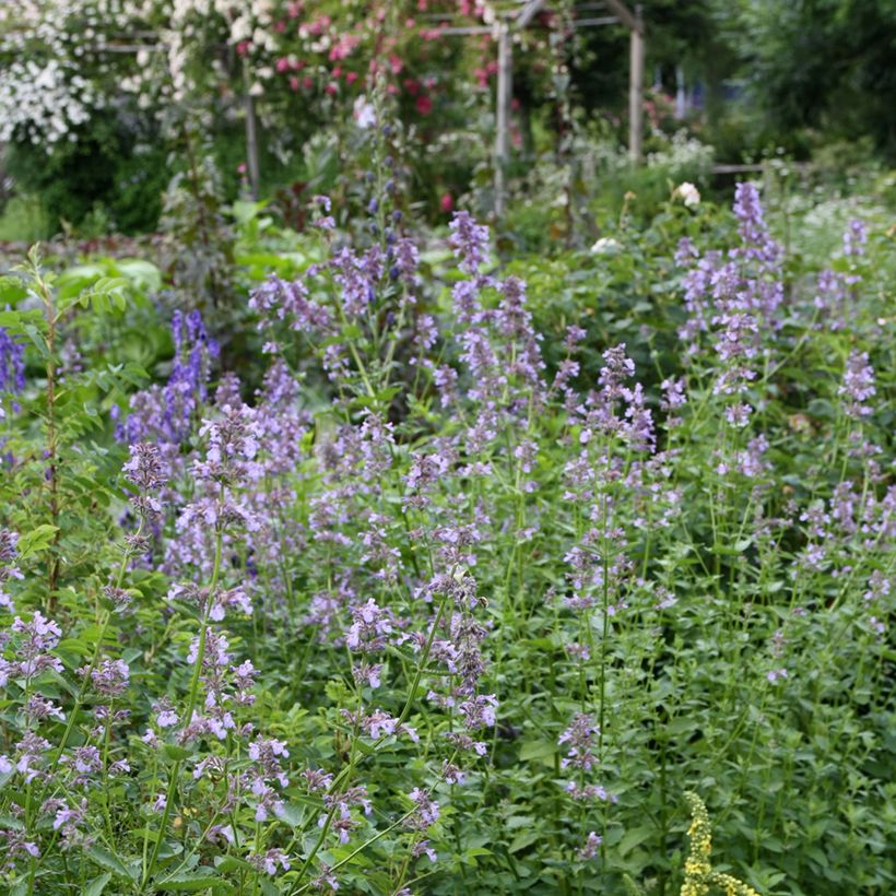 Nepeta subsessilis - Chataire subsessile  (Port)