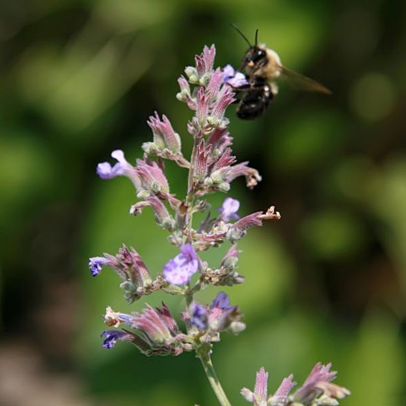 Nepeta x faassenii Dropmore (Floraison)