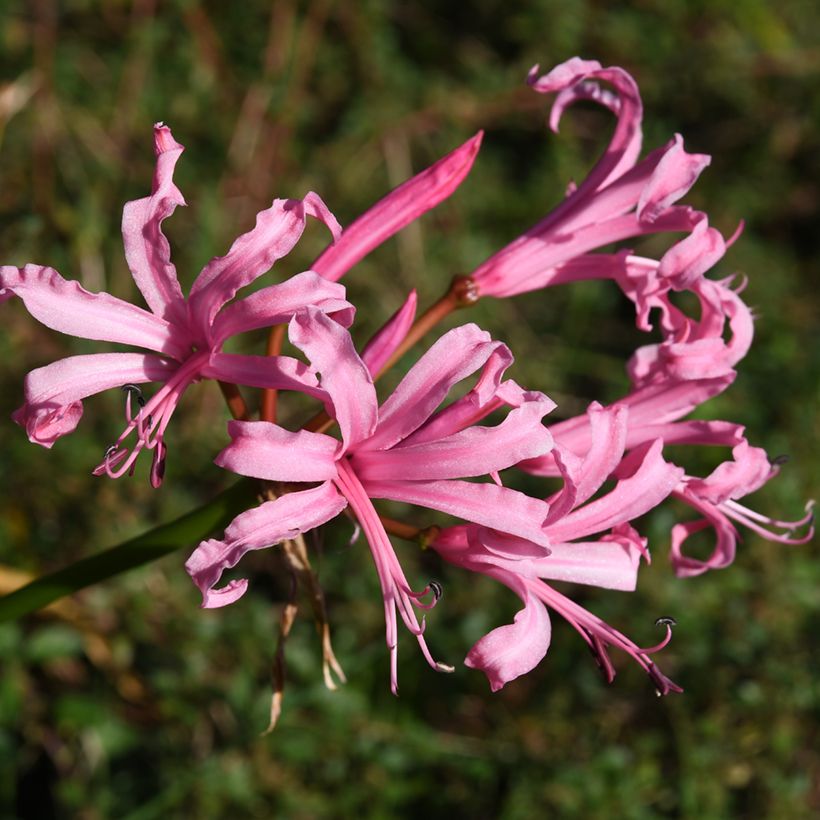 Nerine bowdenii Amandi - Lis de Guernesey (Floraison)