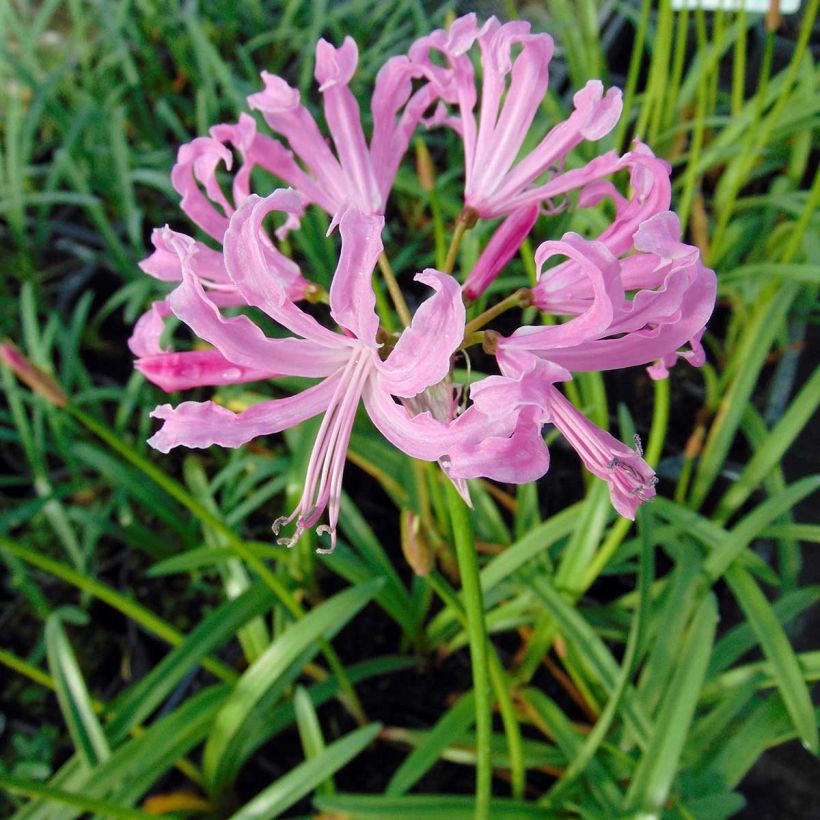 Nerine undulata - Nérine ondulée (Floraison)