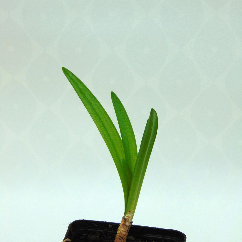 Nerine flexuose blanche (Feuillage)