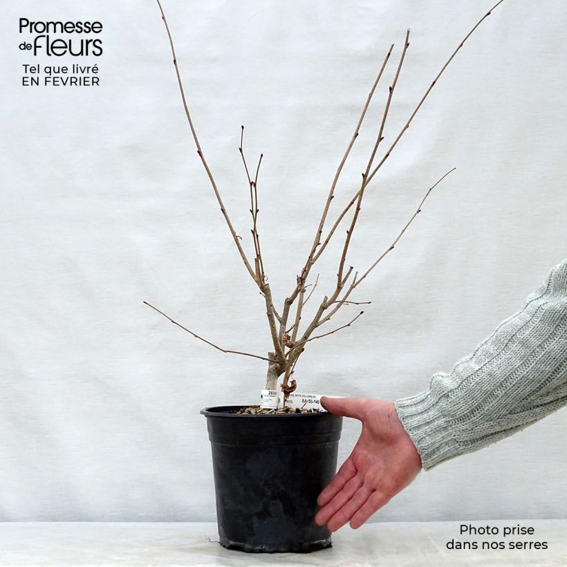 Spécimen de Corylus avellana Rode Zellernoot - Noisetier pourpre en pot de 3L/4L tel que livré en hiver