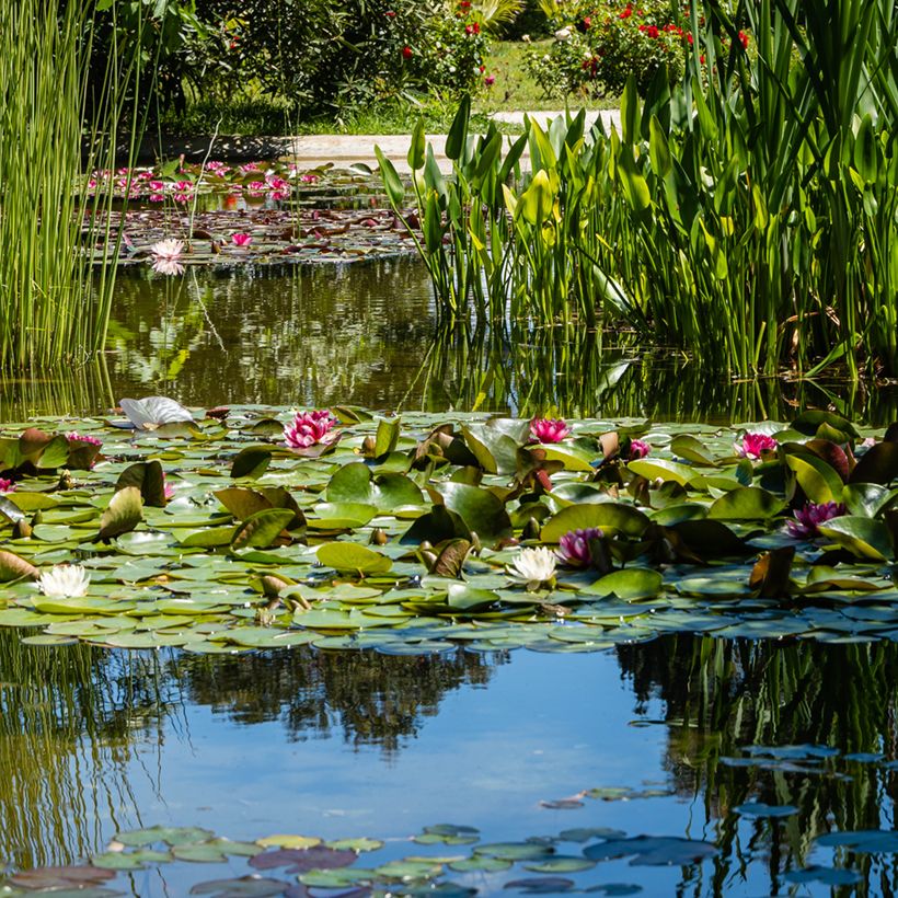 Nymphaea Attraction - Nénuphar rouge  (Port)