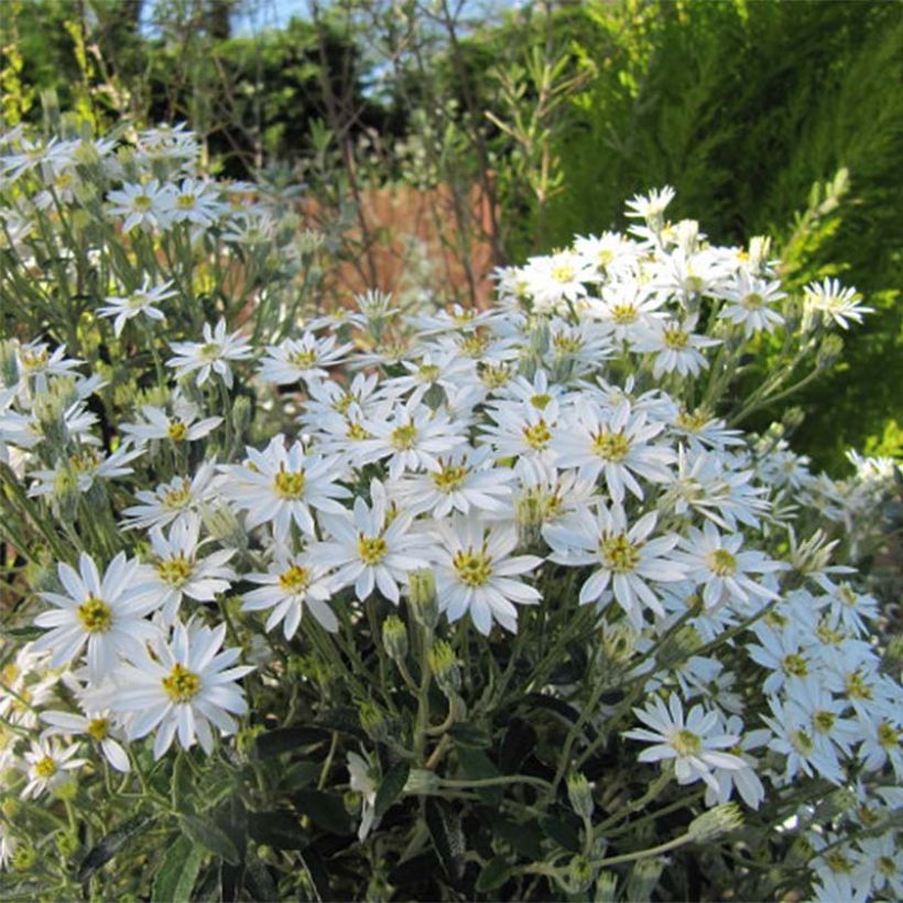 Olearia scilloniensis (Floraison)