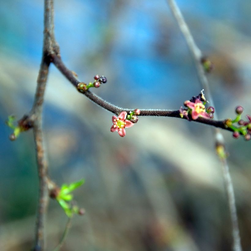 Operculicarya decaryi - Faux-poivrier du Japon (Floraison)