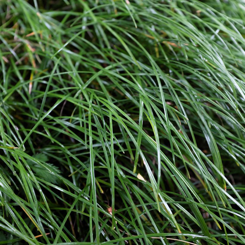 Ophiopogon planiscapus Olivaceus (Feuillage)