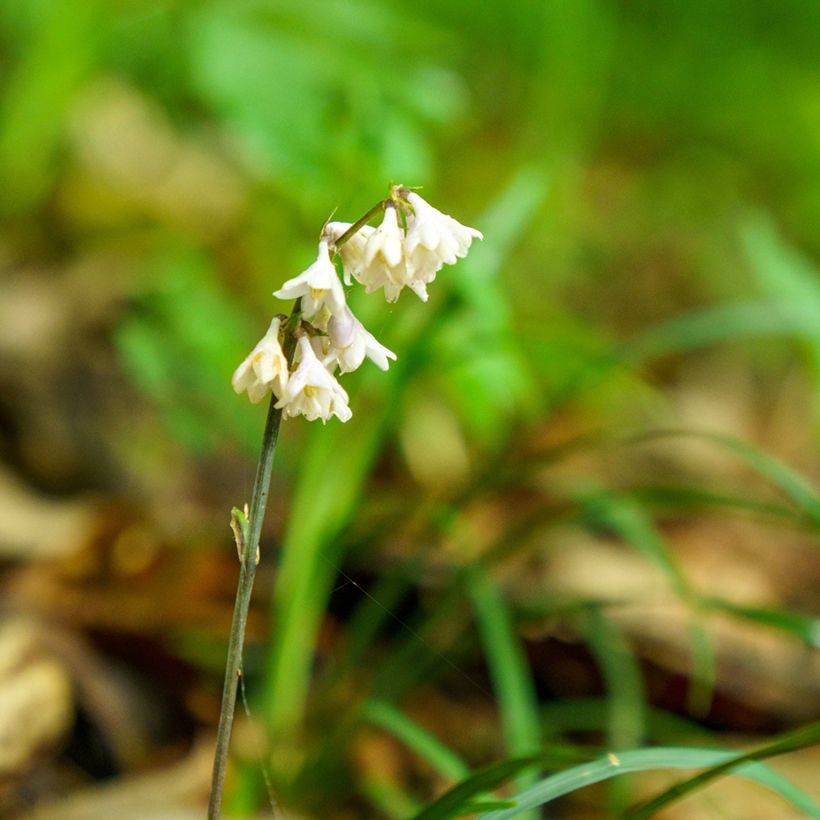 Ophiopogon planiscapus Olivaceus (Floraison)