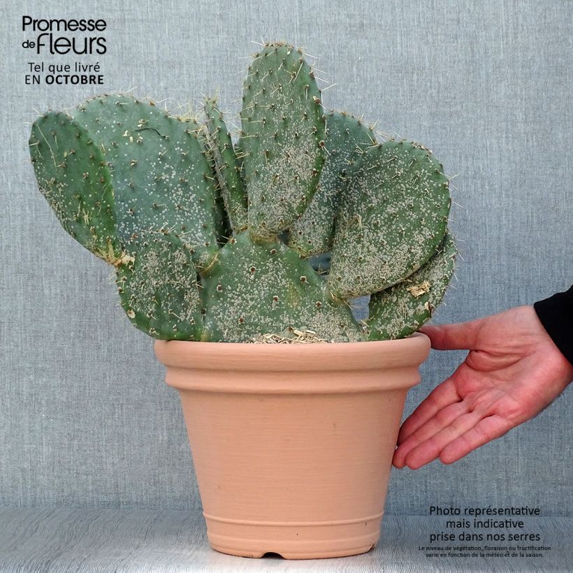 Spécimen de Opuntia engelmannii lindheimeri - Oponce Pot de 4L/5L tel que livré en automne