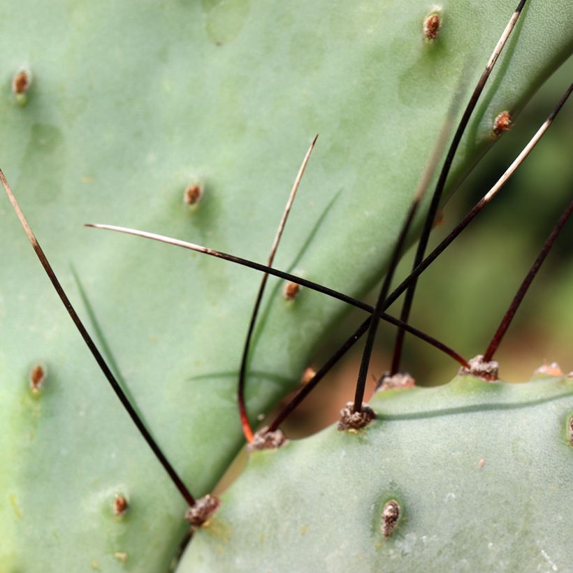 Opuntia macrocentra (épines noires) - Cactus raquette (Feuillage)