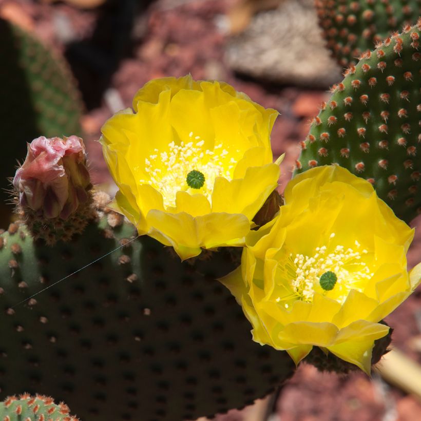 Opuntia rufida - Cactus raquette (Floraison)