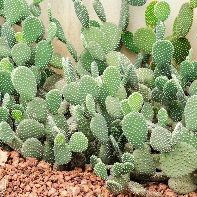 Opuntia rufida - Cactus raquette (Port)
