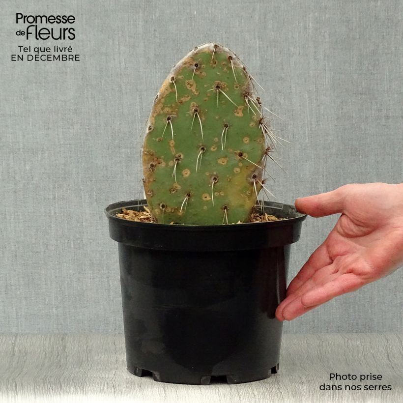 Spécimen de Opuntia sanguinicola - Cactus raquette Pot de 5L tel que livré en hiver