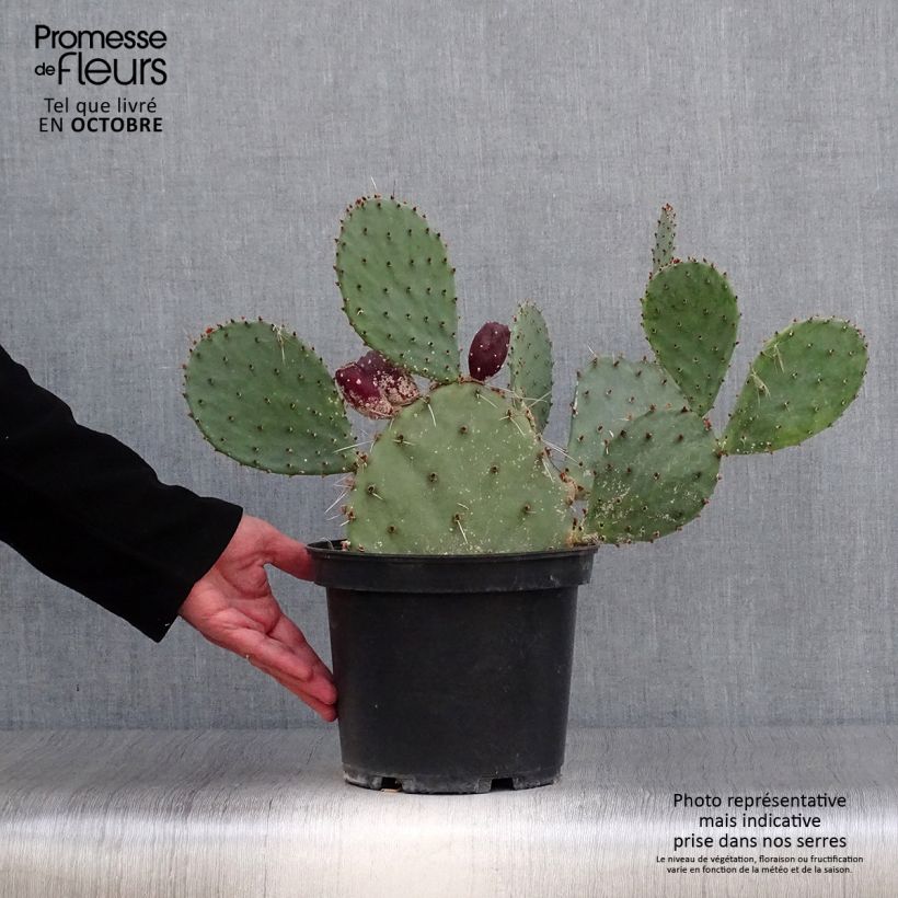 Spécimen de Opuntia semispinosa - Cactus raquette Pot de 5L tel que livré en automne