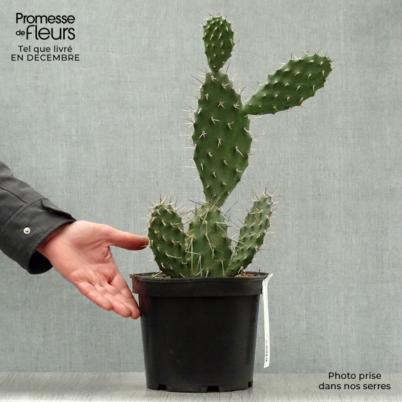 Tout savoir sur le cactus raquettes !