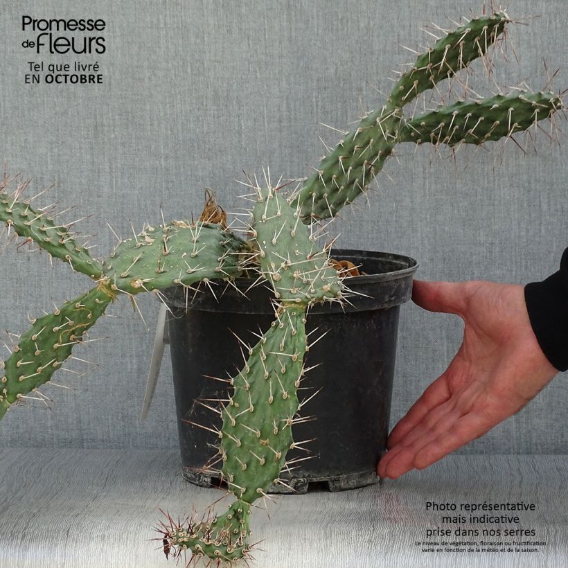 Spécimen de Opuntia sulfurea (sulphurea) - Cactus raquette tel que livré en automne