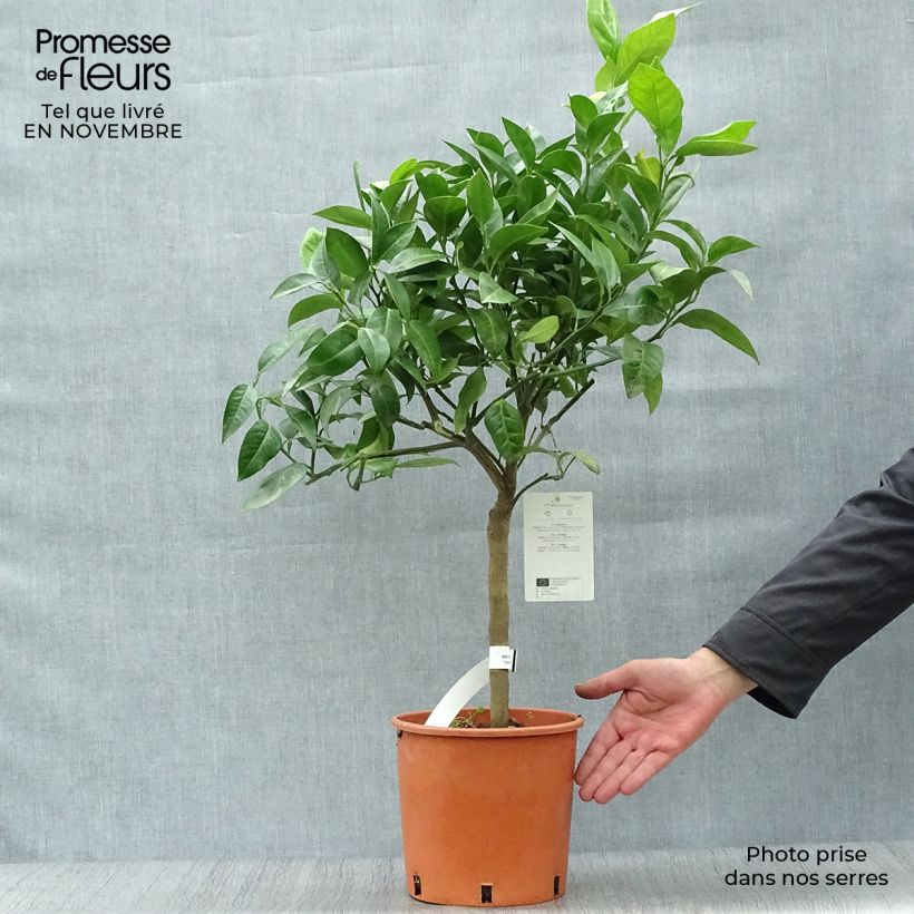 Spécimen de Oranger - Citrus Sinensis - Agrumes Pot de 4L/5L tel que livré en automne