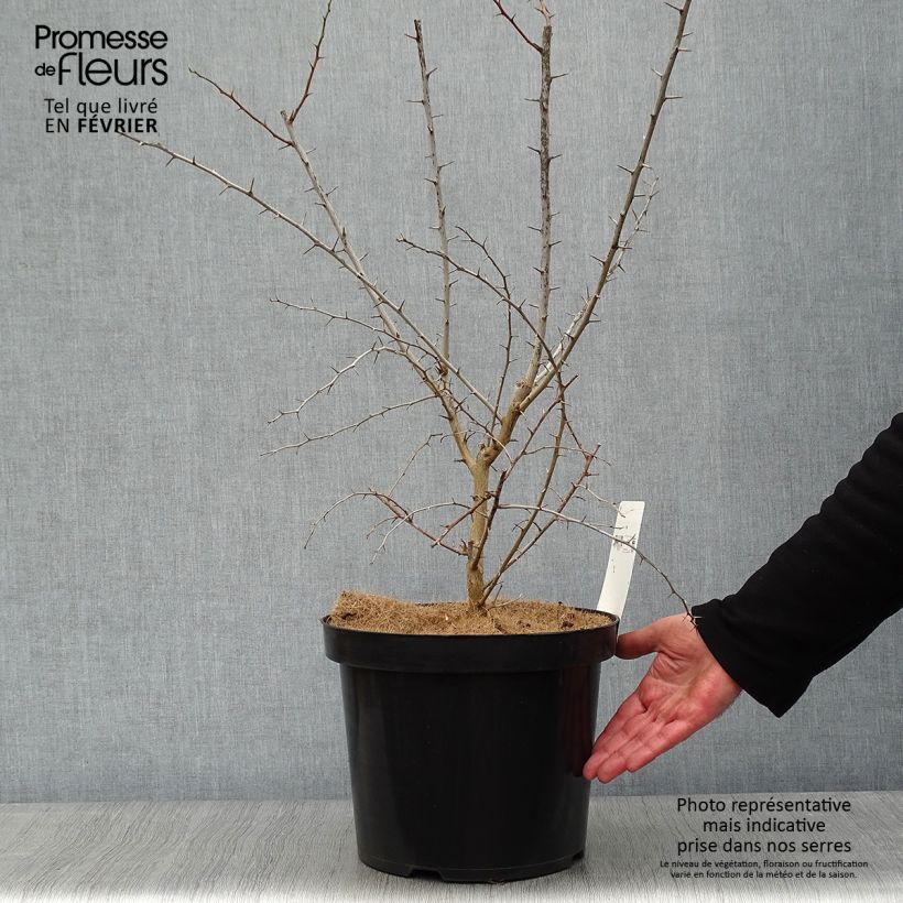 Spécimen de Oranger des Osages - Maclura pomifera Pot de 7,5L/10L tel que livré en hiver