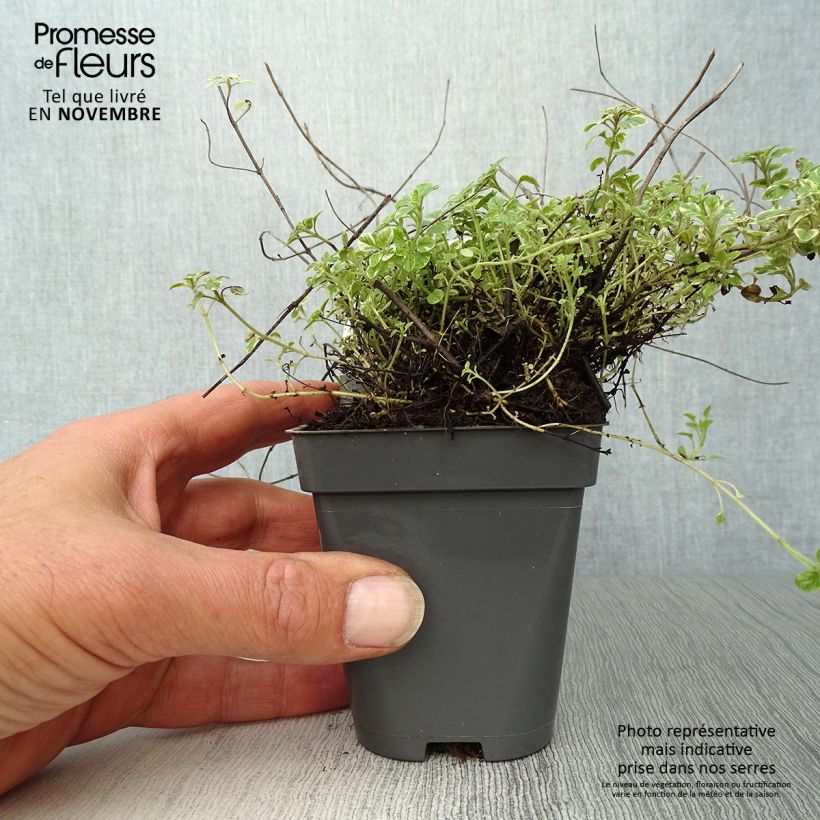 Spécimen de Origan panaché - Origanum vulgare Country Cream Godet de 8 cm tel que livré en automne