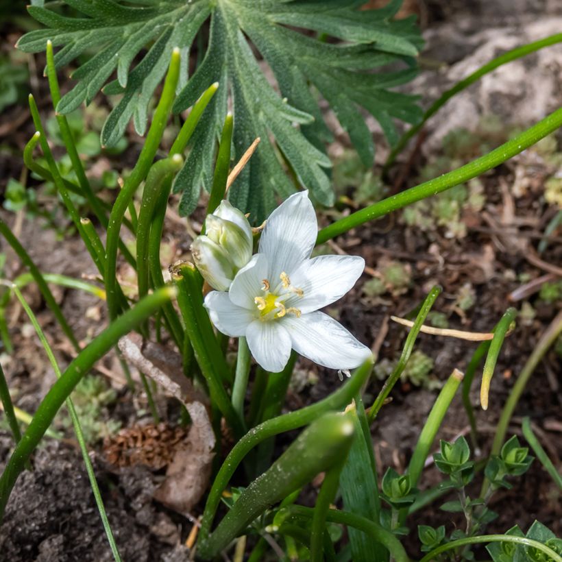 Ornithogalum oligophyllum White Trophy - Ornithogale (Floraison)