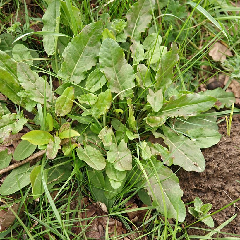 Oseille sauvage - Rumex acetosa - graines (Port)