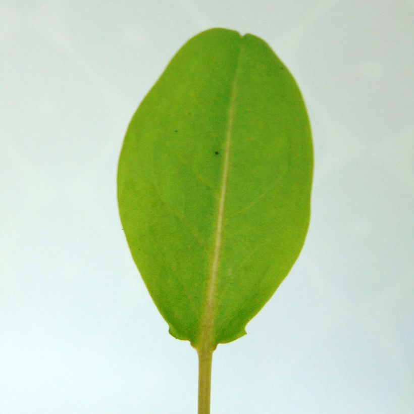 Oseille vierge - Rumex arifolius (Feuillage)