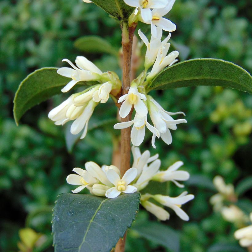 Osmanthus burkwoodii (Floraison)