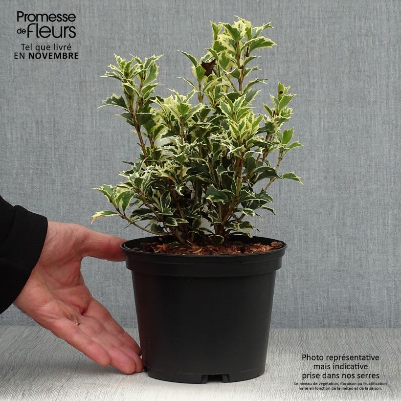 Spécimen de Osmanthus heterophyllus Variegatus - Osmanthe panaché en pot de 2L/3L tel que livré en automne