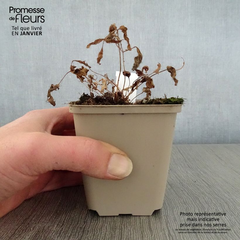 Spécimen de Osmunda japonica - Fougère Godet de 9cm tel que livré en hiver