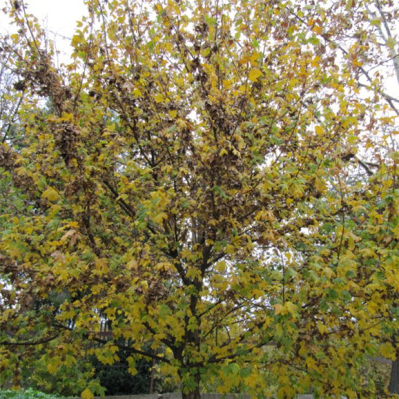 Charme houblon - Ostrya carpinifolia (Port)