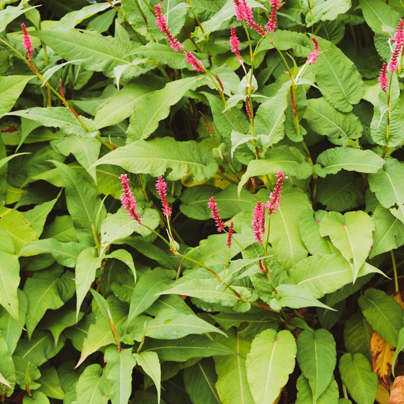 Renouée - Persicaria amplexicaulis Amethyst Summer (Feuillage)