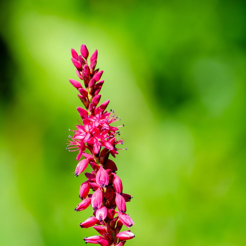 Renouée - Persicaria amplexicaulis Amethyst Summer (Floraison)