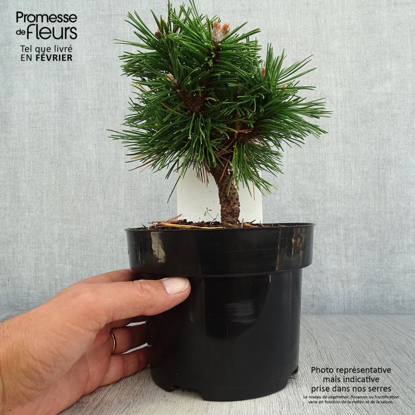 Spécimen de Pin de montagne - Pinus mugo Benjamin en pot de 2l/3l tel que livré en automne