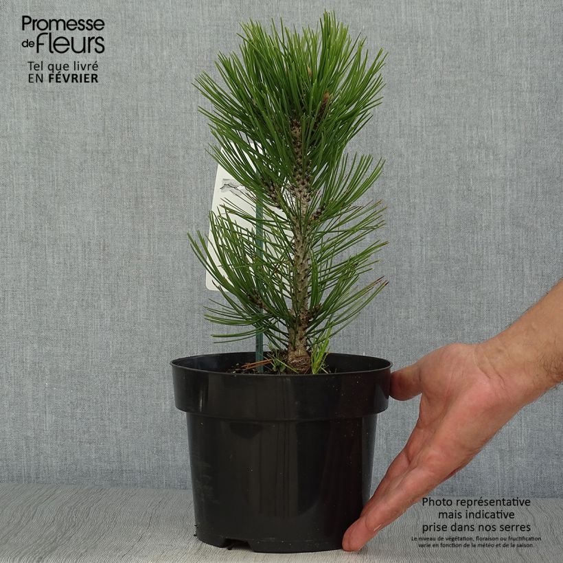 Spécimen de Pin de Bosnie - Pinus heldreichii Malinkii en pot de 2l/3l tel que livré en automne