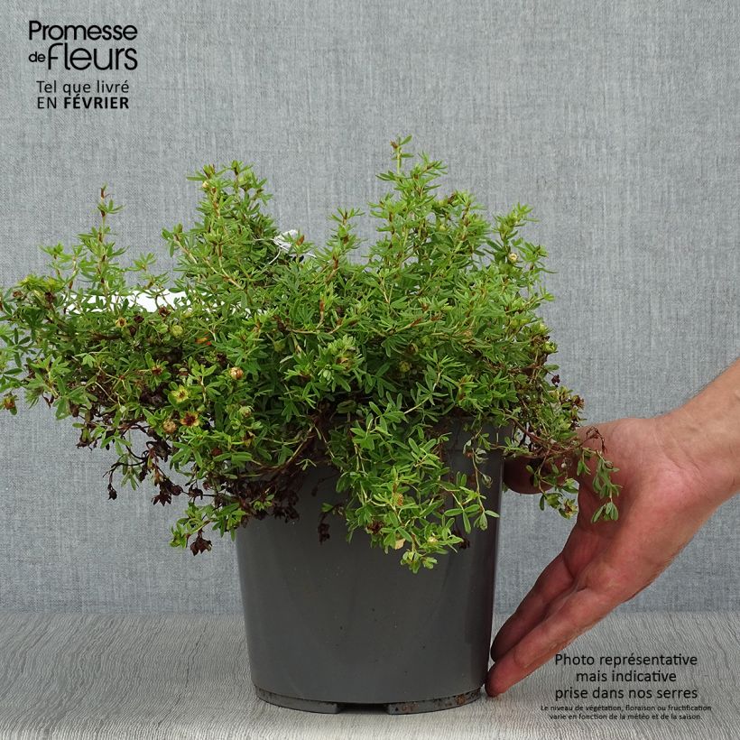 Spécimen de Potentille arbustive - Potentilla fruticosa Red Joker Pot de 3L/4L tel que livré en automne