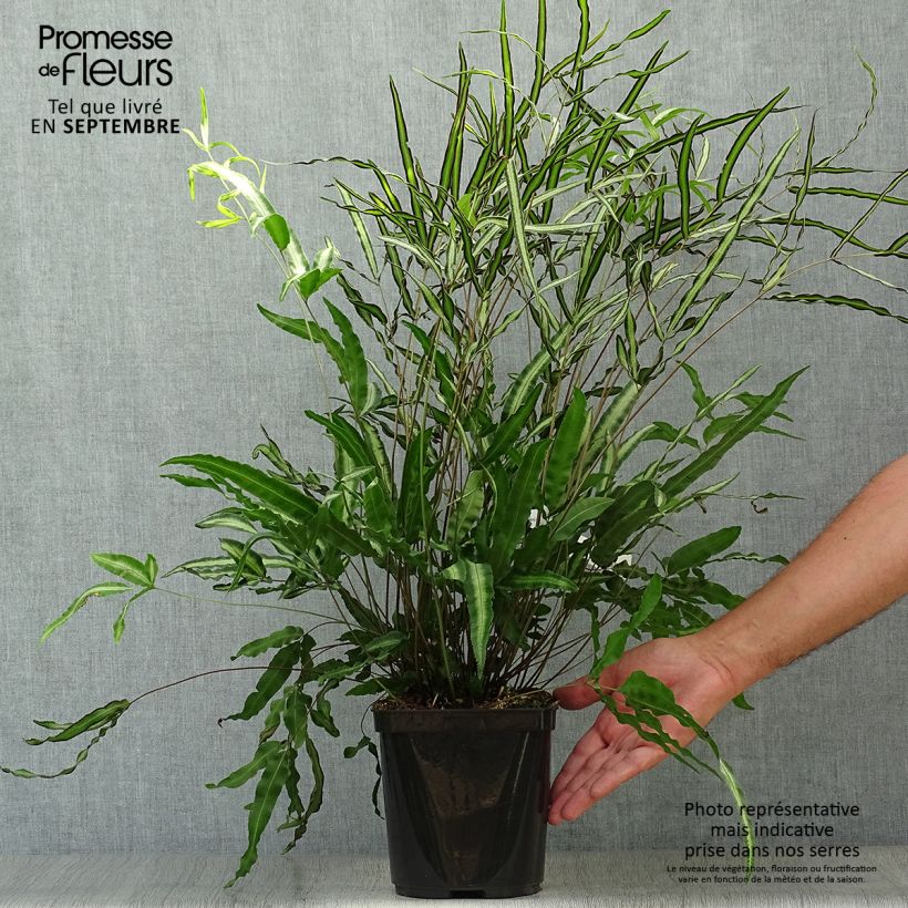 Spécimen de Pteris nipponica - Fougère Pot de 3L/4L tel que livré en automne