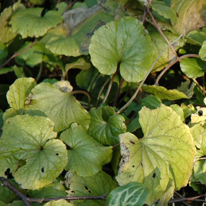 Pachyphragma macrophyllum (Feuillage)