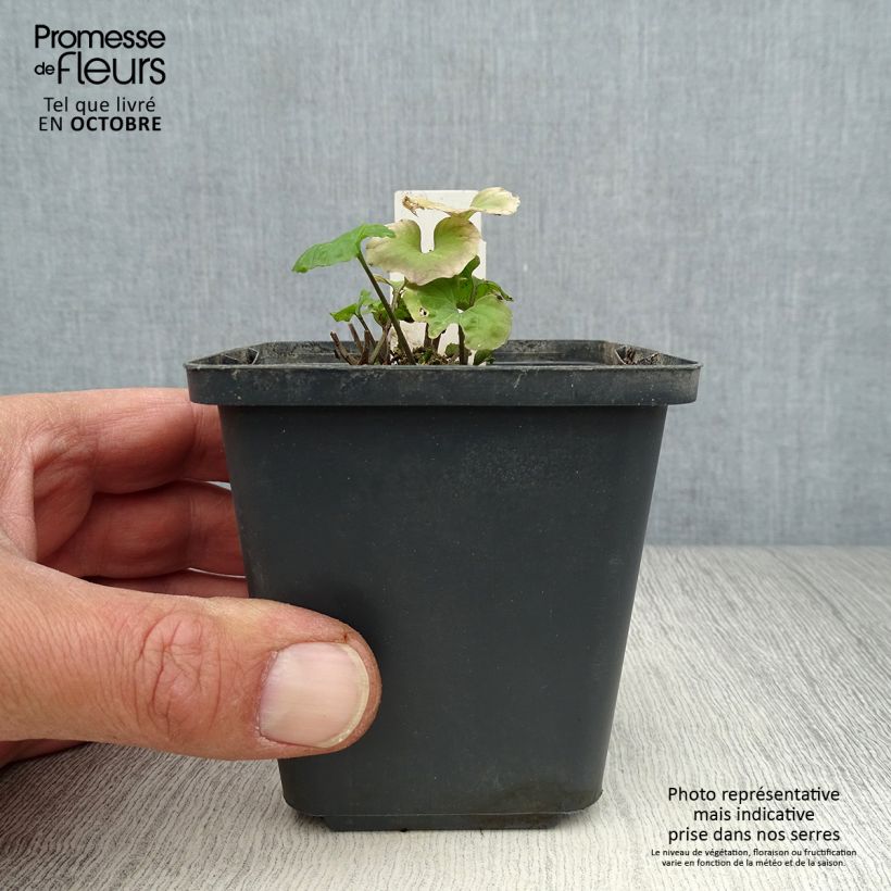 Spécimen de Pachyphragma macrophyllum Godet de 9cm tel que livré en automne