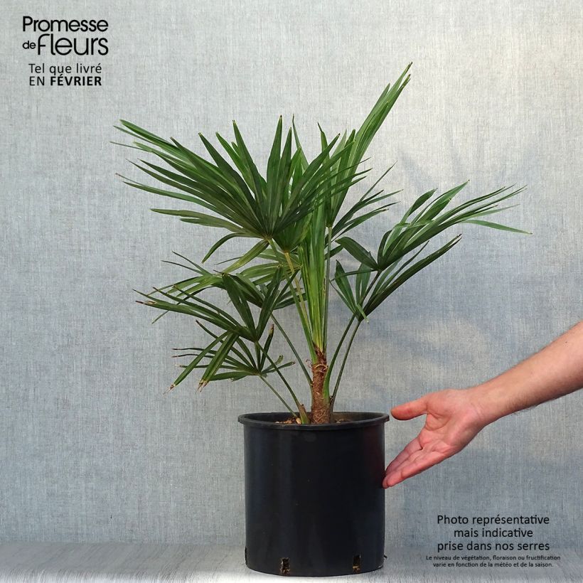 Spécimen de Palmier de Chine - Trachycarpus fortunei pot 10L tel que livré en automne