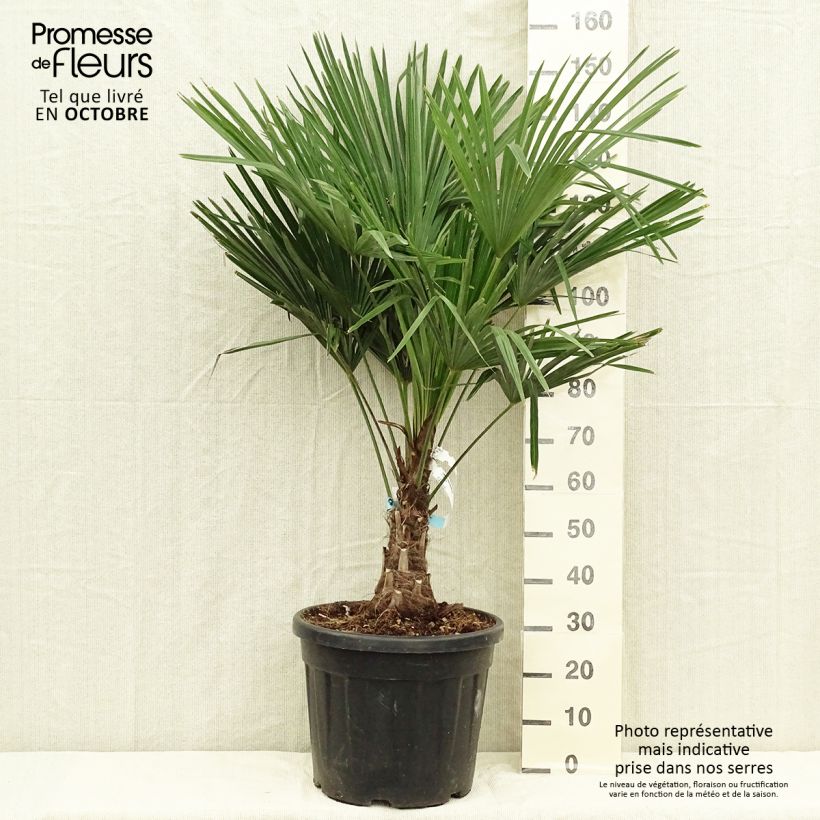 Spécimen de Palmier de Chine - Trachycarpus fortunei pot de 18L/20L tel que livré en automne