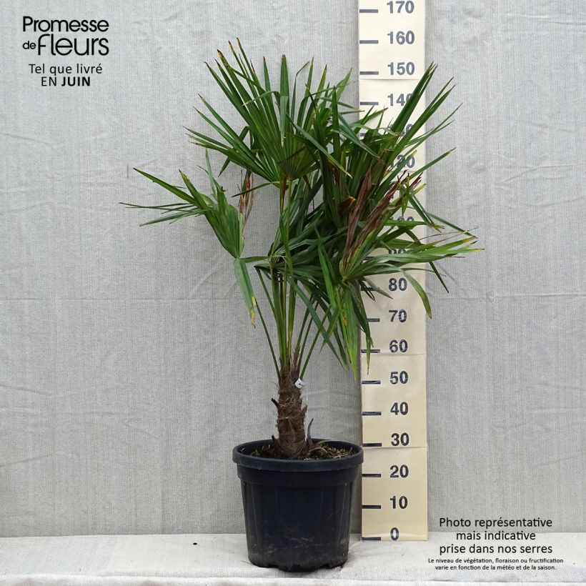 Spécimen de Palmier de Chine - Trachycarpus fortunei  tel que livré en été