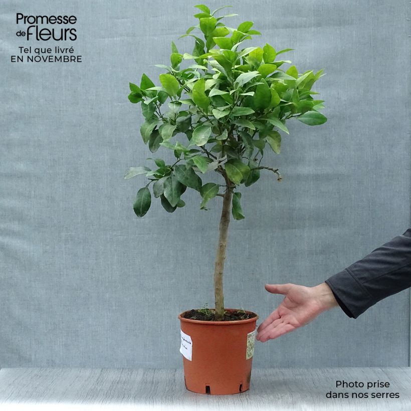 Spécimen de Pamplemousse (Pomelo) - Citrus (x) paradisi Pot de 4L/5L tel que livré en automne