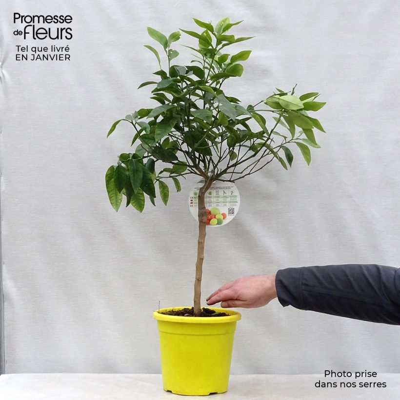 Spécimen de Pamplemoussier - Citrus maxima Pot de 3L/4L tel que livré en hiver