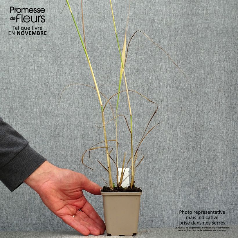 Spécimen de Panic érigé - Panicum virgatum Heavy Métal godet de 9cm tel que livré en automne