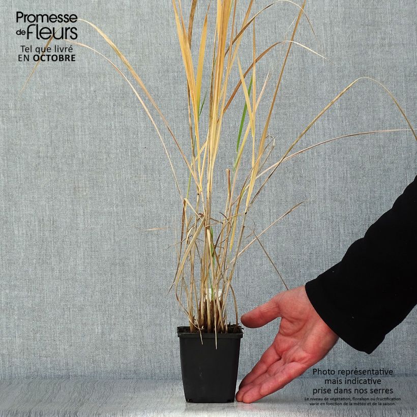 Spécimen de Panicum amarum  Godet de 9cm tel que livré en automne