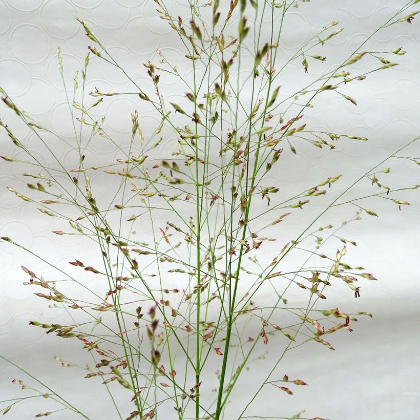 Panicum virgatum Squaw - Panic érigé  (Floraison)