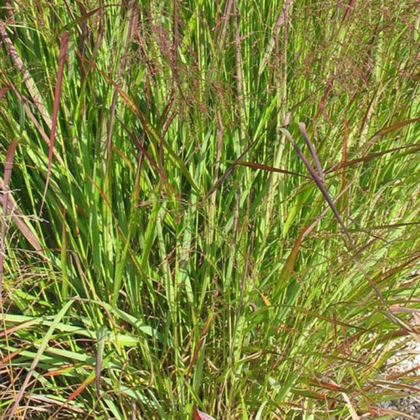 Panic érigé - Panicum virgatum Warrior (Feuillage)